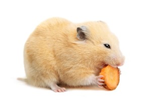can a hamster eat carrots