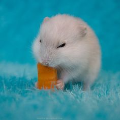 should hamsters eat cheese
