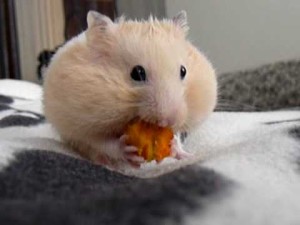 can i feed my hamster carrots