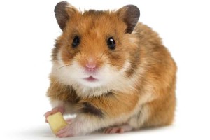 hamster definition