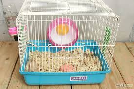 chinese dwarf hamster as pets