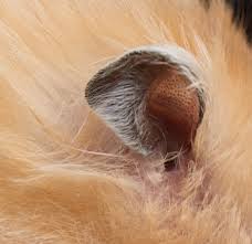 hamster ear mites treatment