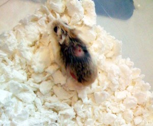 hamster mange treatment