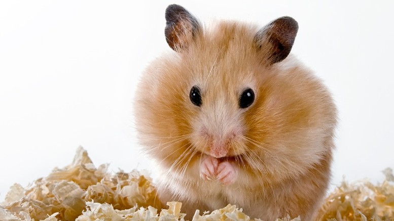 Diet for Hamsters