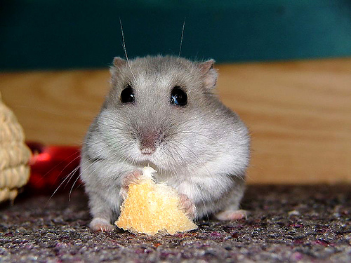 Hamsters eating bread