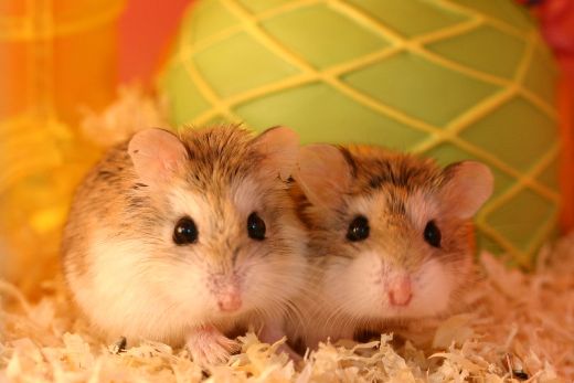 Common hamster health problems