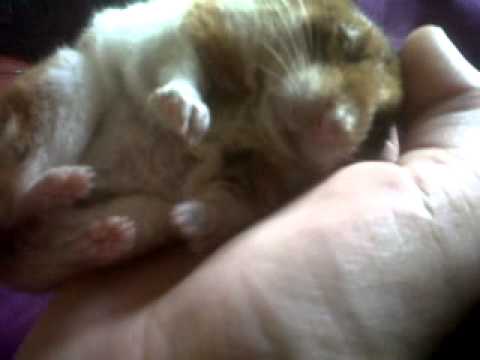 do hamsters hibernate