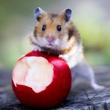 can dwarf hamsters eat apples