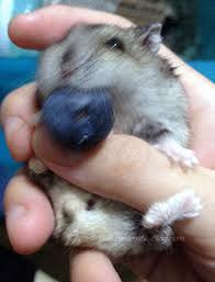 do hamsters eat blueberries