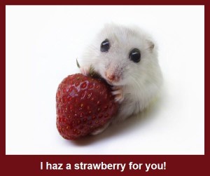 can hamsters eat strawberries