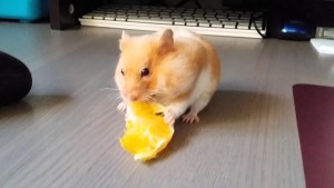 Oranges | Hamsters Portal