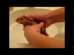 can u bathe a hamster
