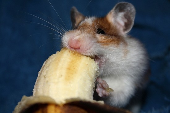 hamsters eat bananas