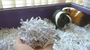 hamsters newspaper bedding