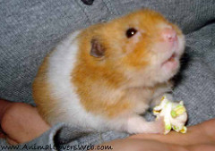 can hamsters eat plain popcorn