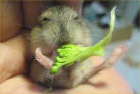 can hamsters eat uncooked broccoli