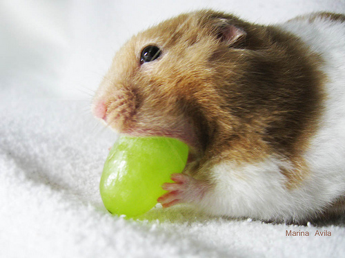 can hamsters eat grapes