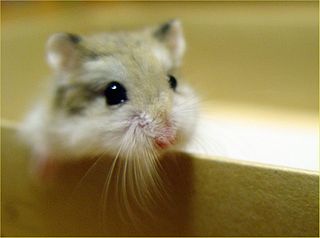 Kuneho Ni Angelo - The Campbell's dwarf Russian hamster (Phodopus  campbelli) grows to a maximum of 4 inches and has an average life expectancy  of two years. This is another social breed