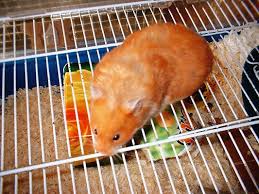 syrian hamsters food