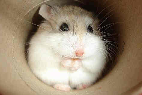 do hamsters shed