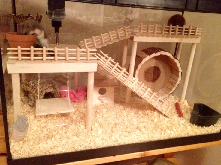 dwarf hamster house