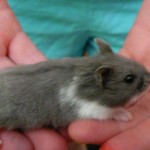 russian dwarf hamster breeding