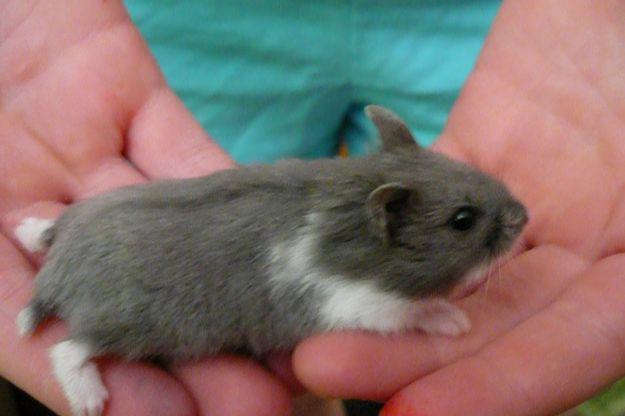 Russian Dwarf Hamster Breeders Hamsters Portal,When Are Strawberries In Season In Michigan