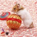 syrian hamsters pictures