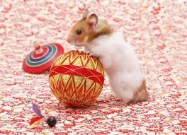 syrian hamsters pictures