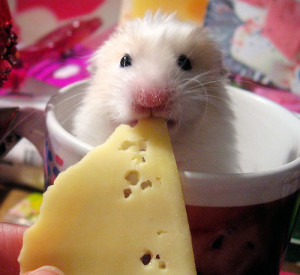 can a hamster eat cheese