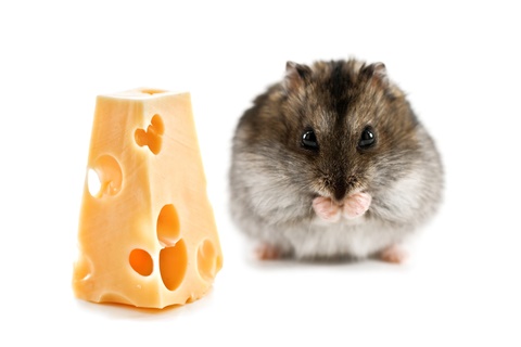 is cheese good for hamsters