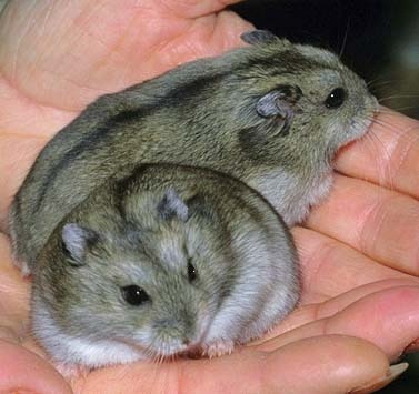 chinese dwarf hamster