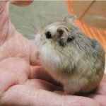 lifespan of a chinese hamster