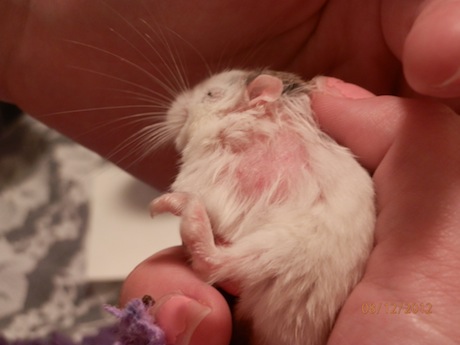 dwarf hamster scratching cage