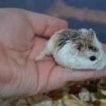 roborovski hamsters care sheet