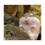 roborovski hamsters breeding