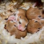 roborovski hamsters behaviour