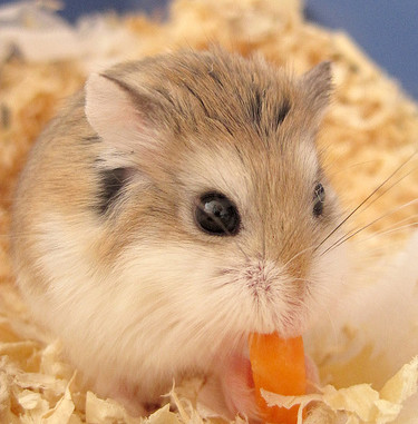 roborovski dwarf hamster