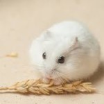 winter white dwarf hamster behavior