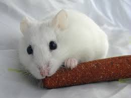 white hamster