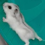 are winter white dwarf hamsters good pets