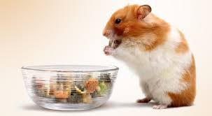 can hamsters eat peanut butter crackers