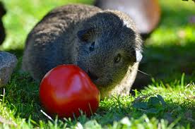 do hamsters eat tomatoes
