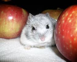 Can robo shop hamsters eat apples