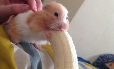 can hamsters eat a banana