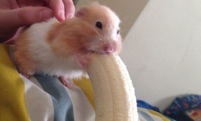 hamsters eat bananas