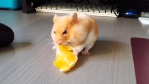 can hamsters eat fresh oranges