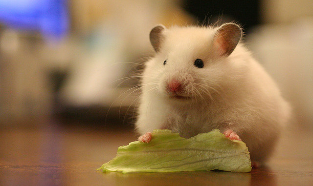 Lettuce – Hamsters Portal