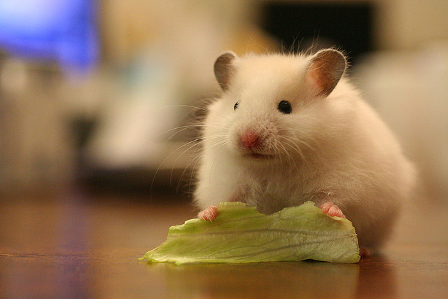 can a hamster eat lettuce