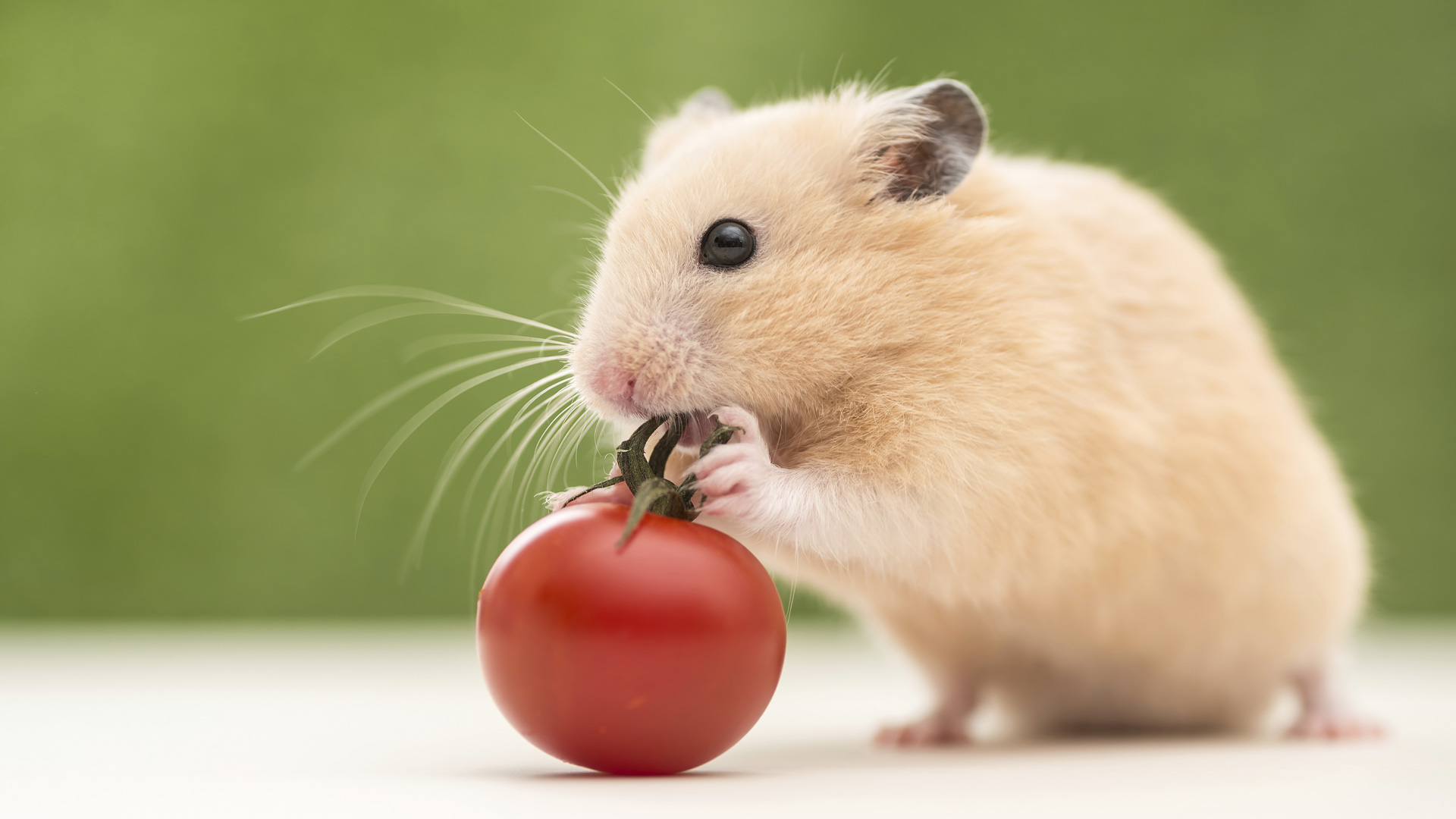 can hamsters eat tomato sauce
